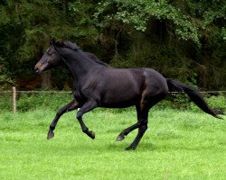 broodmare Olivia (Trakehner, 1999, from Latimer)