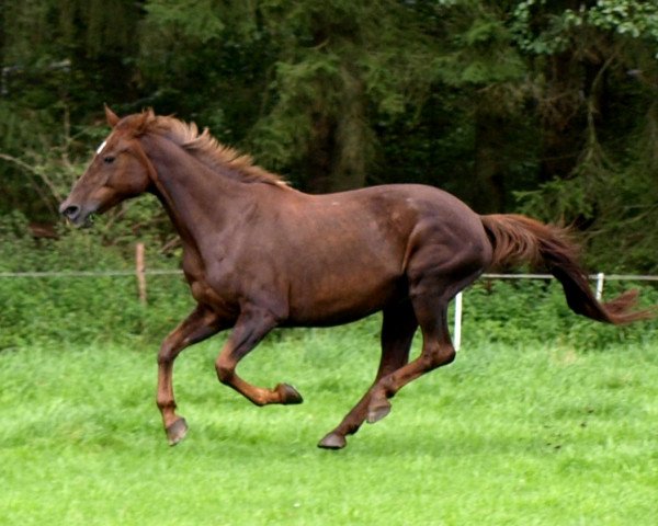 Pferd Dixie (Mecklenburger, 1990, von Dino 3427)