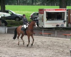 jumper La Coeur 12 (German Warmblood, 2003, from Latesco 2)