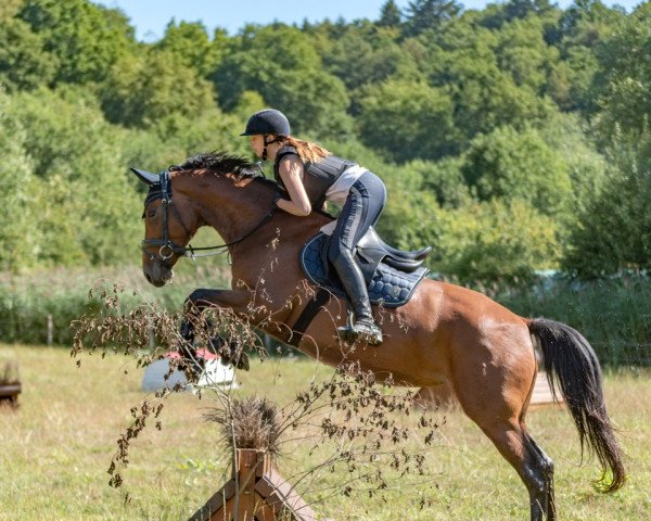 jumper Beautiful Ronja (Hanoverian, 2016, from Bon Coeur)