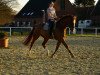 dressage horse Fürst Olli (Westphalian, 2004, from Fürst Piccolo)