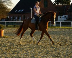 dressage horse Fürst Olli (Westphalian, 2004, from Fürst Piccolo)