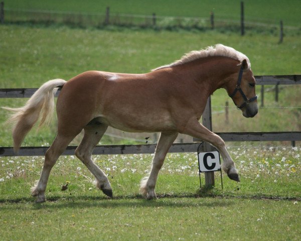 Pferd Stellario (Haflinger, 2009, von El.H. /P.H Steinadler)