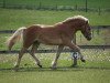 horse Stellario (Haflinger, 2009, from El.H. /P.H Steinadler)