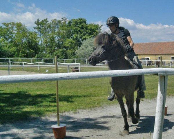 broodmare Naela von Marchegg (Iceland Horse, 2000, from Fjölnir frá Kópavogi)