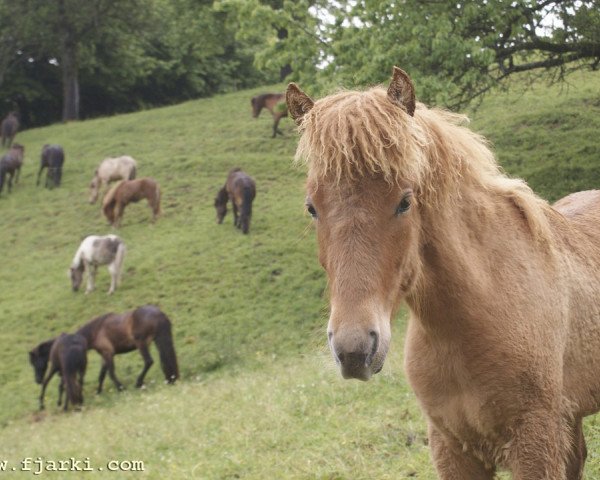 Pferd Snaedis vom Brennesselhof (Islandpferd, 2010, von Fjarki frá Feti)