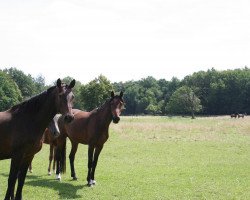 broodmare Pippi Lotta (Holsteiner, 2000, from Calando I)