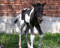 Pferd Venus vom Brennesselhof (Islandpferd, 2011, von Fjarki frá Feti)