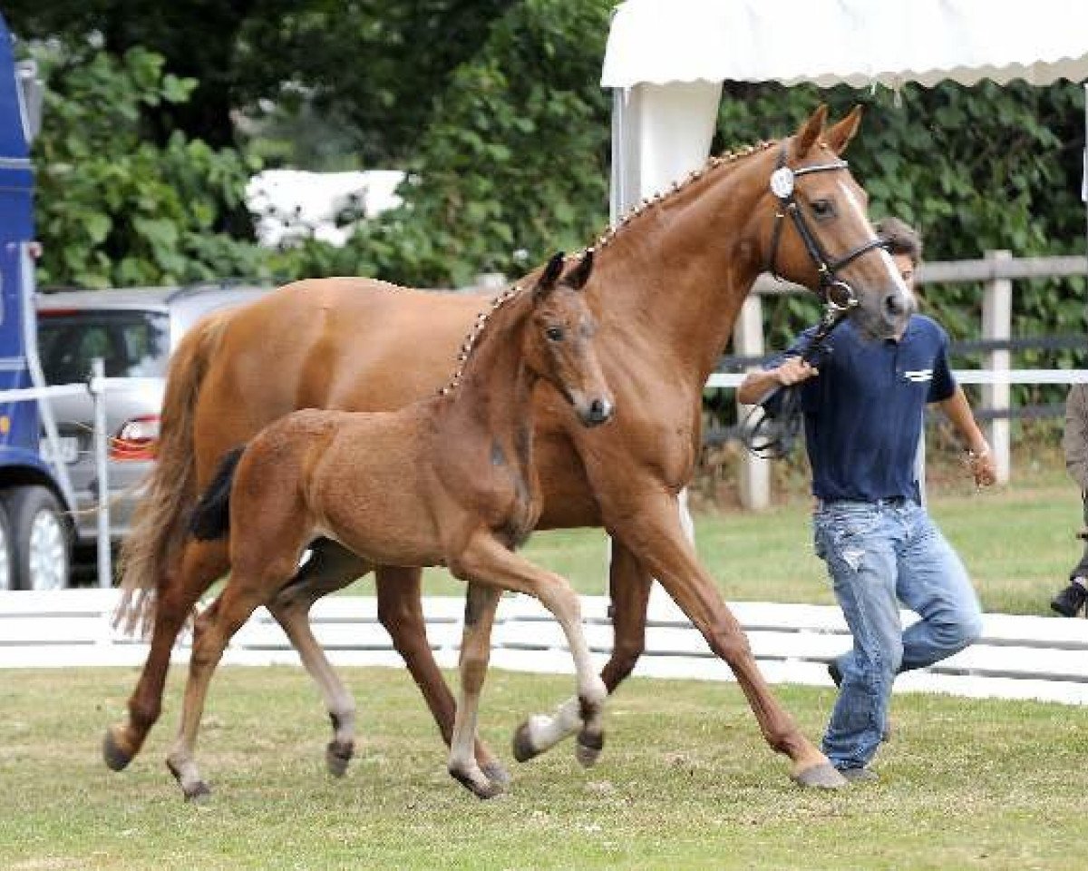 broodmare Funny Belinda (Oldenburg, 1994, from Brentano II)