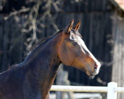 broodmare Federspiel (Austrian Warmblood, 2006, from Samarant)