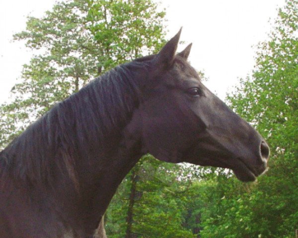 broodmare Hibiska (Trakehner, 2007, from Latimer)