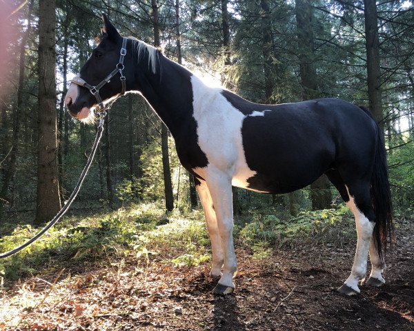 horse Hi La Dih (Heavy Warmblood, 2003, from Dzahan)