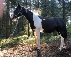 Pferd Hi La Dih (Schweres Warmblut, 2003, von Dzahan)