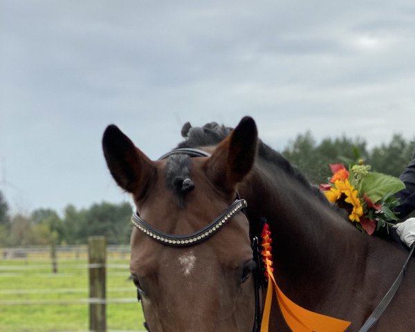 dressage horse Ad Blue (Oldenburg, 2014, from Antango du Feuillard)