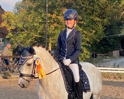 dressage horse Volker 10 (German Riding Pony, 2014, from Vulkan)