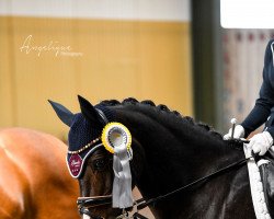 dressage horse Crissi T (Rhinelander, 2008, from Crocodile Rock)