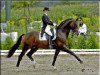 stallion Harmony's Baroncelli (Hanoverian, 1998, from Bergamon)