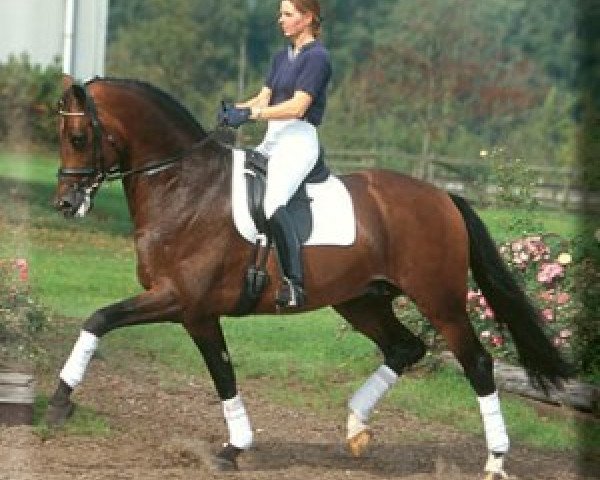 stallion Rousseau (Dutch Warmblood, 1998, from Ferro)