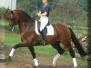 stallion Rousseau (KWPN (Royal Dutch Sporthorse), 1998, from Ferro)