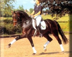 stallion Regazzoni (Hanoverian, 1991, from Rubinstein I)