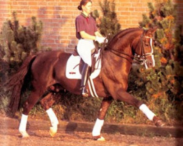 stallion A Jungle Prince (Hanoverian, 1987, from Argentinus)