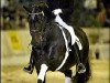 stallion Davignon I (Hanoverian, 1988, from Donnerhall)