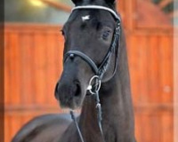 stallion Dagostini (Hanoverian, 2007, from Dancier)
