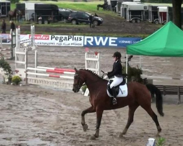 dressage horse First Class 62 (Westphalian, 2002, from Faveur)