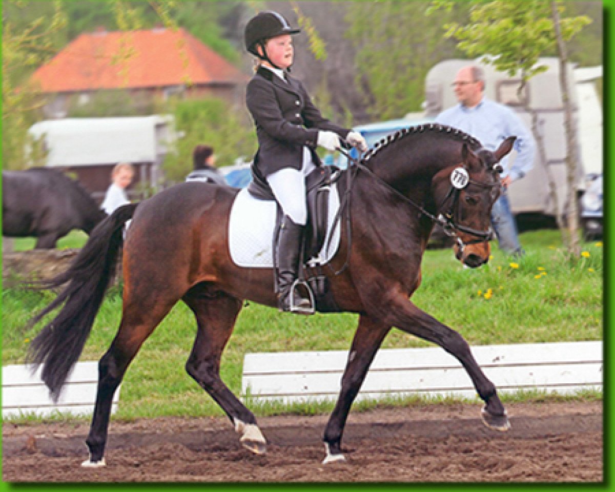 stallion Vivaldi (German Riding Pony, 1991, from Valiant Starlight)