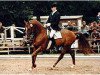 stallion Philipo (Westphalian, 1990, from Pandur)