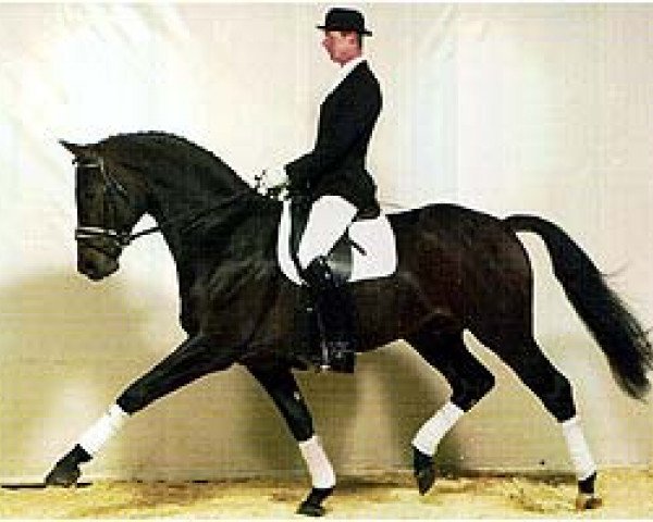 stallion Don William (Westphalian, 1996, from Donnerschlag)