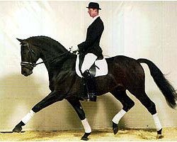 stallion Don William (Westphalian, 1996, from Donnerschlag)