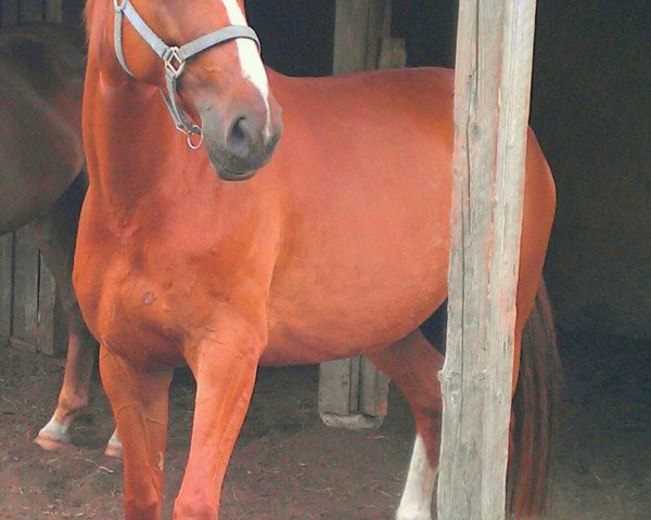 horse Lisara (Hanoverian, 2004, from Lord Laptop)