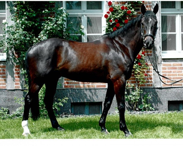 dressage horse Waldstern (Hanoverian, 2000, from Waldstar xx)