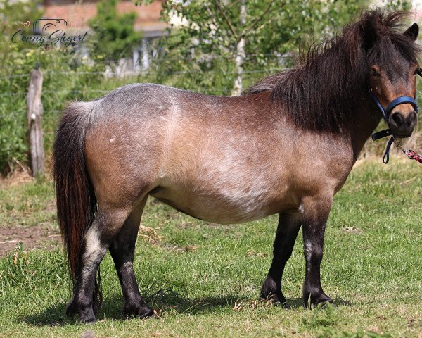 broodmare Tamira von Repgow (Shetland pony (under 87 cm), 2019, from Thorax von Repgow)