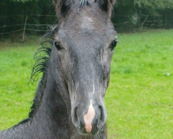 stallion Champion (Westphalian, 2011, from Confidence 9)
