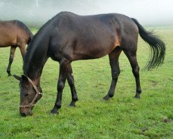 broodmare Comtesse (Westphalian, 1998, from Carismo II 123 FIN)