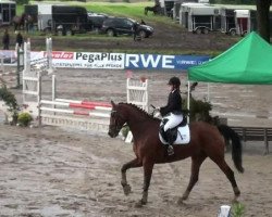 dressage horse First Class 62 (Westphalian, 2002, from Faveur)