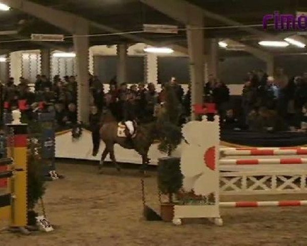 Springpferd Cavallo WE (Deutsches Reitpony, 2003, von Constantin)