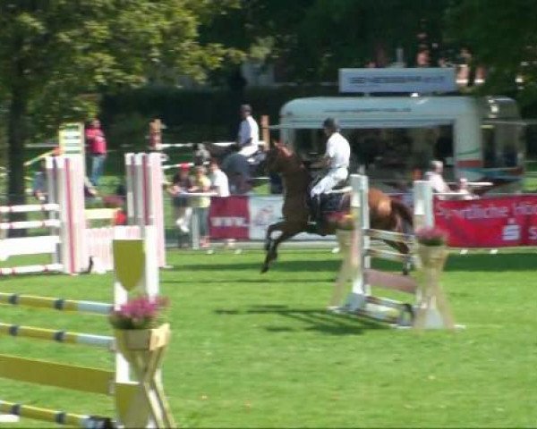 horse Alonso 34 (Oldenburg show jumper, 2005, from Acadius)