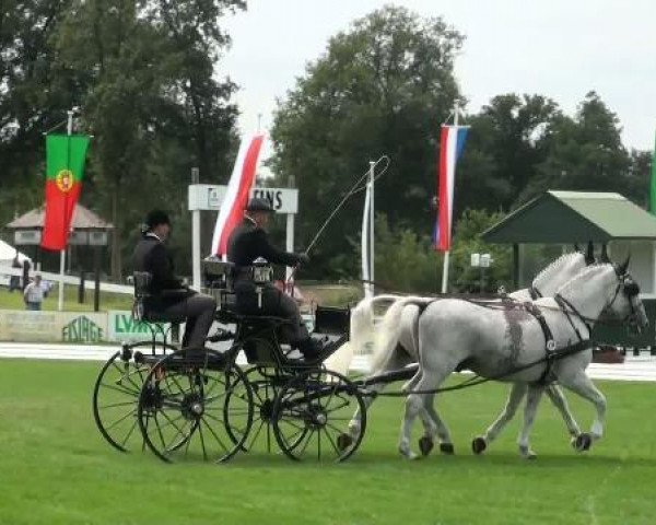 Pferd Ello (Schweres Warmblut, 1995, von Esprit)