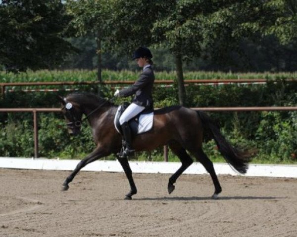 dressage horse Surewell B WE (German Riding Pony, 2006, from Woldhoeve's Colorado)