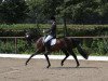 dressage horse Surewell B WE (German Riding Pony, 2006, from Woldhoeve's Colorado)