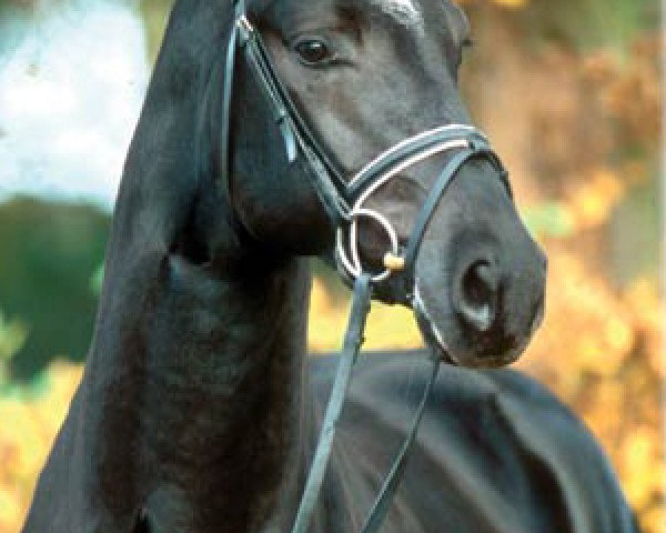 stallion Lauries As (Hanoverian, 2002, from Londonderry)