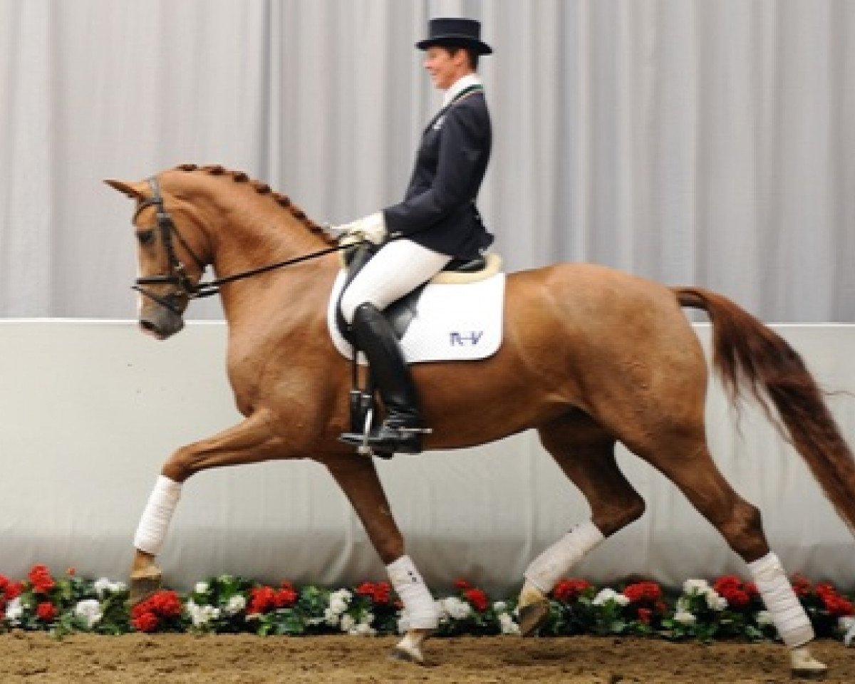 broodmare Dilis (Westphalian, 2008, from Dragon Heart)