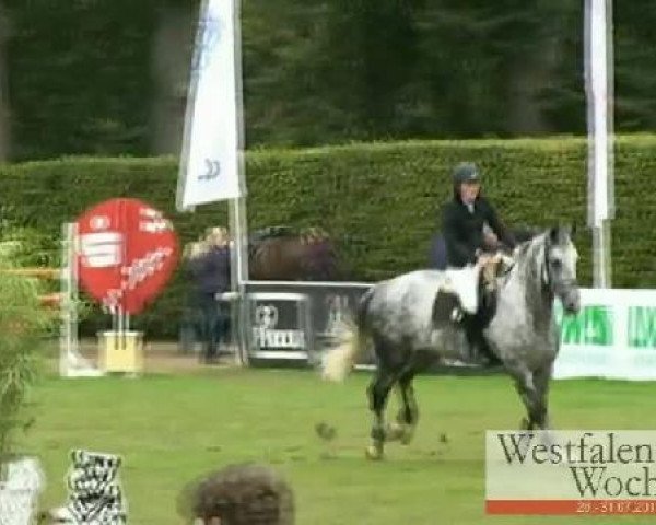broodmare Celina (Hanoverian, 2004, from Calido I)
