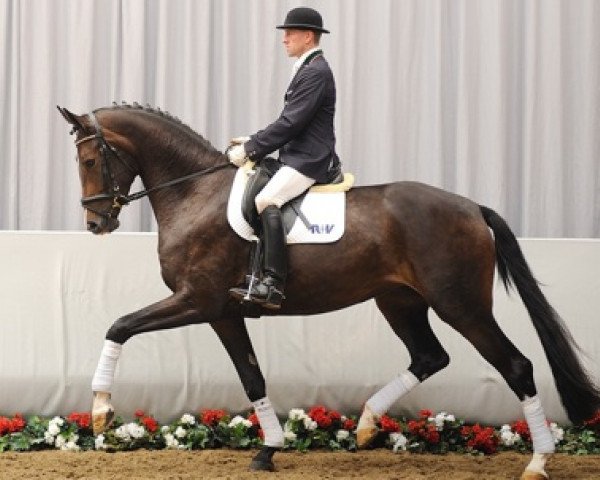 dressage horse Florence Dream (Westphalian, 2008, from Florenciano 6)