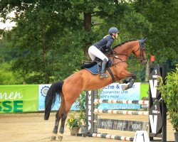 dressage horse Rochella E (Rhinelander, 2010, from Rock Forever NRW)