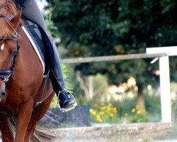 horse Duplo (German Riding Pony, 1997, from Derengo)