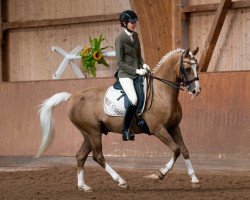 dressage horse Reingold vM (German Riding Pony, 2010, from Rheingold)